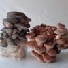 Tangie OG Mushroom growkits