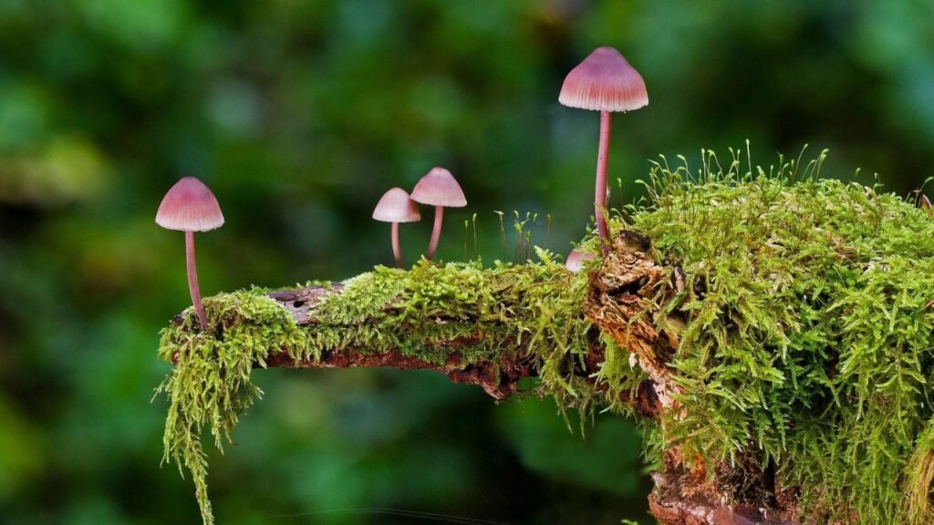 Monotub Tek Shroomery: Cultivating Magic Mushrooms Made Easy