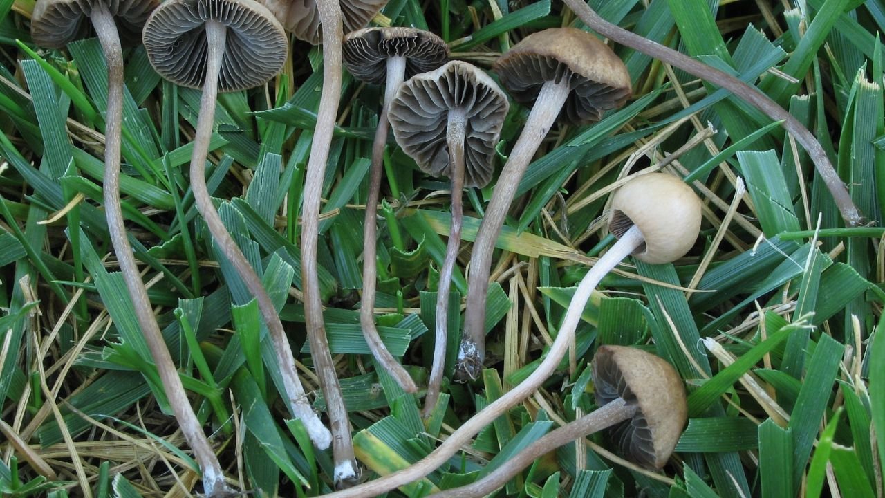 Panaeolus cinctulus, the banded mottlegill mushroom its unique appearance and habitat in this concise overview of a fascinating fungi species.