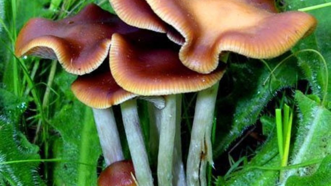 The Art of Cultivating Magic Mushrooms