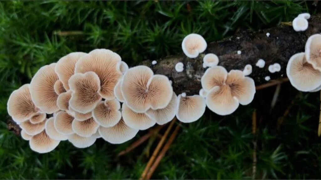 Mycelium Bruising Unveiling The Secrets Of Mushroom Health