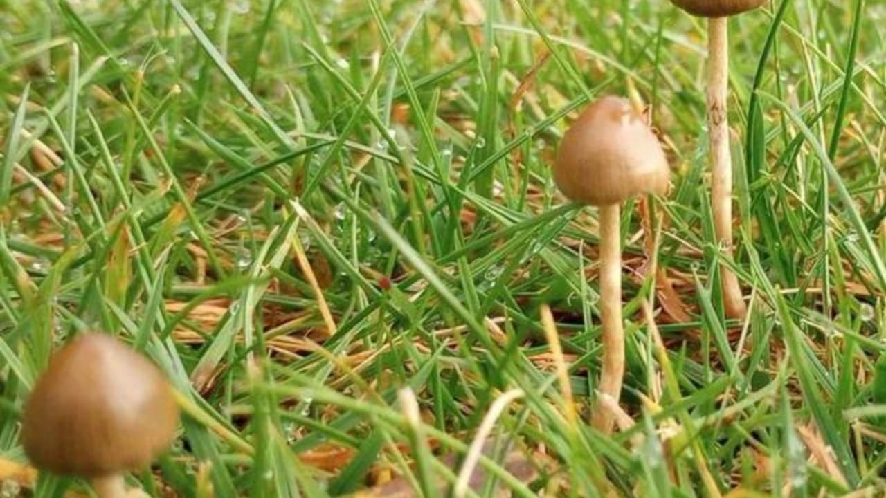 The Cultural Significance of Psilocybe
