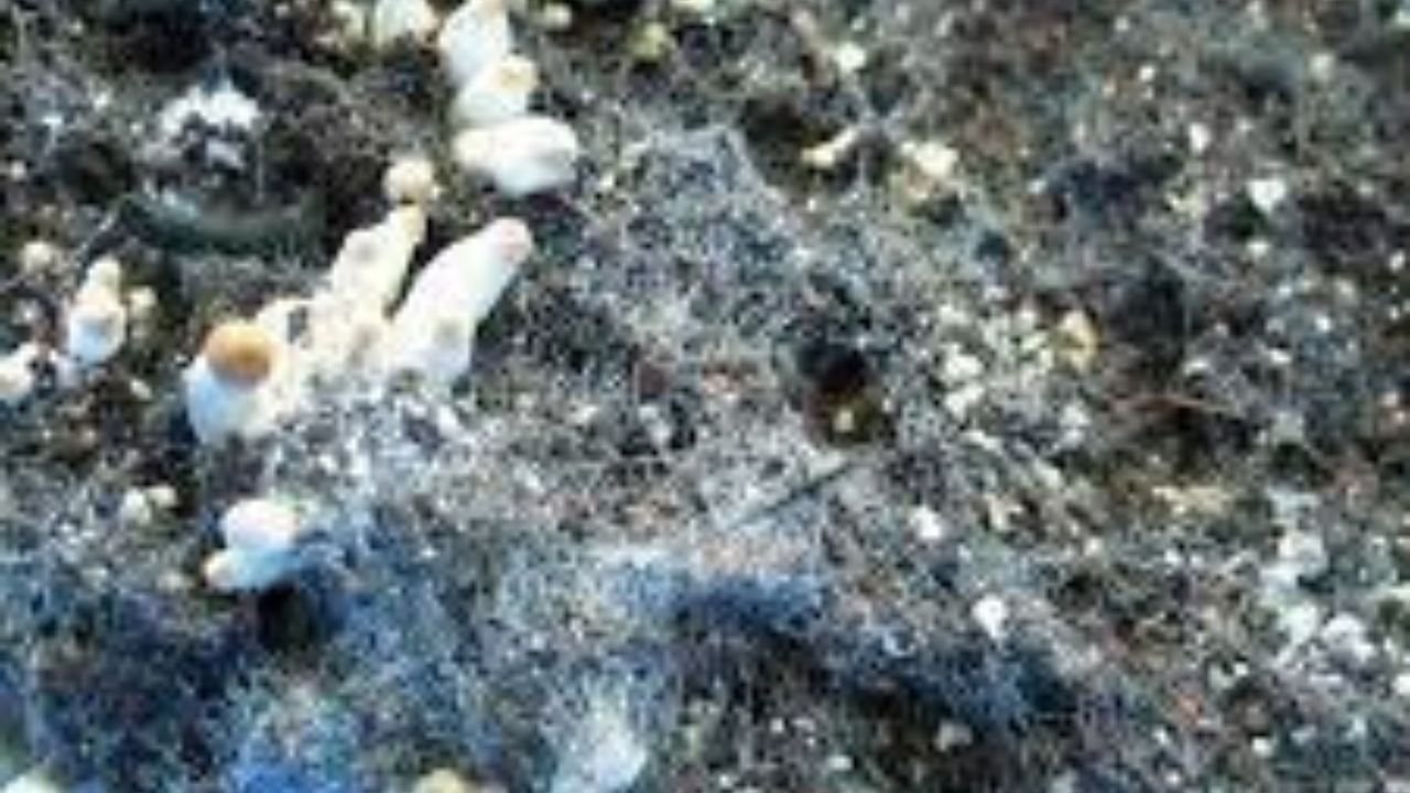 The Ecological Role of Cobweb Mold