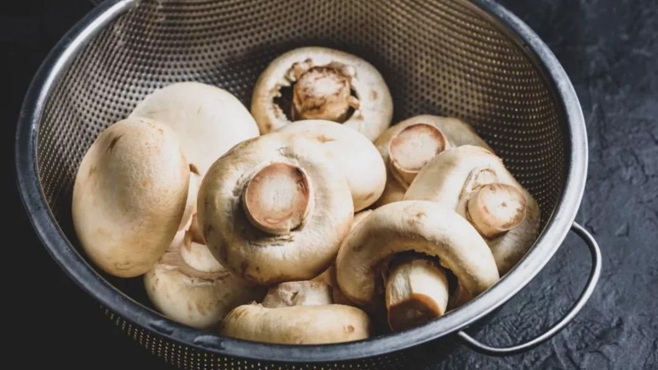 The world of PFtek – a revolutionary approach to growing mushrooms at home. Learn the secrets of successful mycology today.